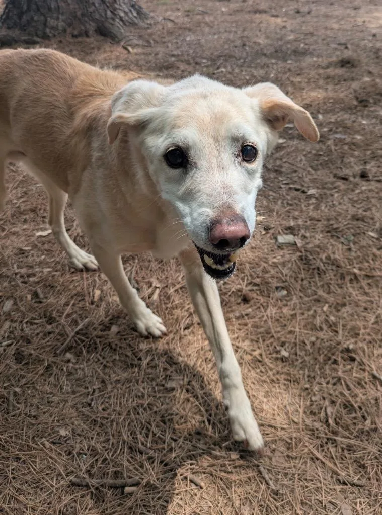 A senior medium-sized male Labrador Retriever dog named Munchie for adoption in Little Rock, AR