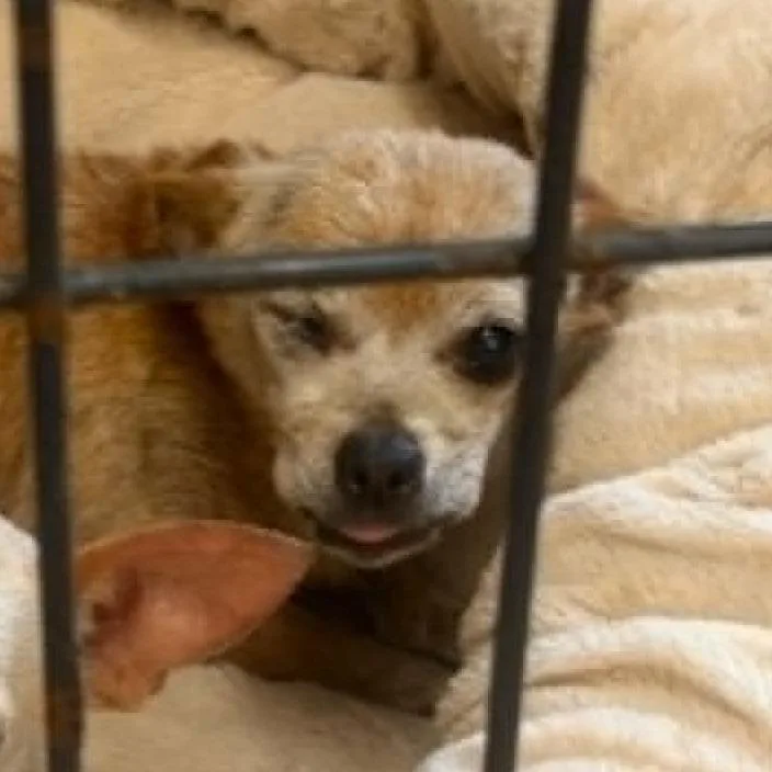 A senior small-sized female Chihuahua dog named Velma for adoption in Washington, DC