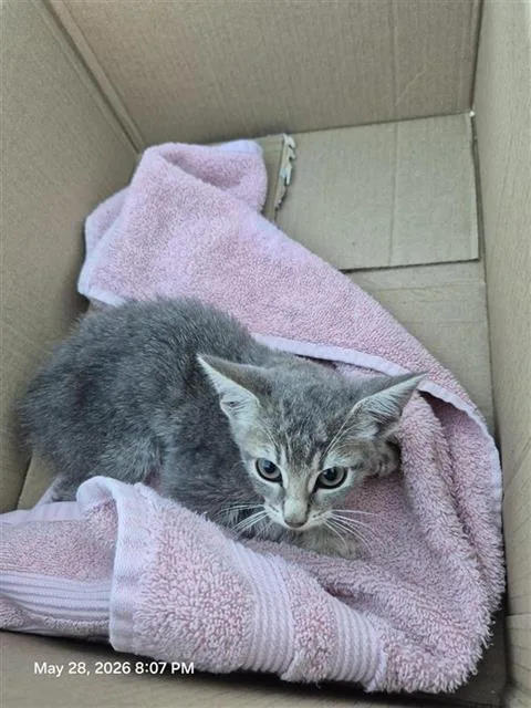 A young small-sized female Domestic Short Hair cat named Ariana for adoption in San Antonio, TX