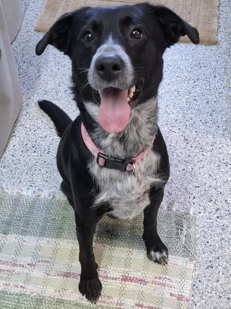 An adult medium-sized female Australian Cattle Dog / Blue Heeler named MoonBeam for adoption in Knoxville, IA