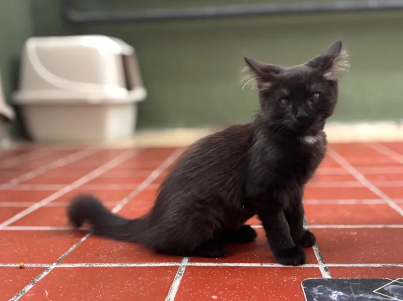 A baby medium-sized female Domestic Medium Hair cat named Sawyer for adoption in Port Jervis, NY