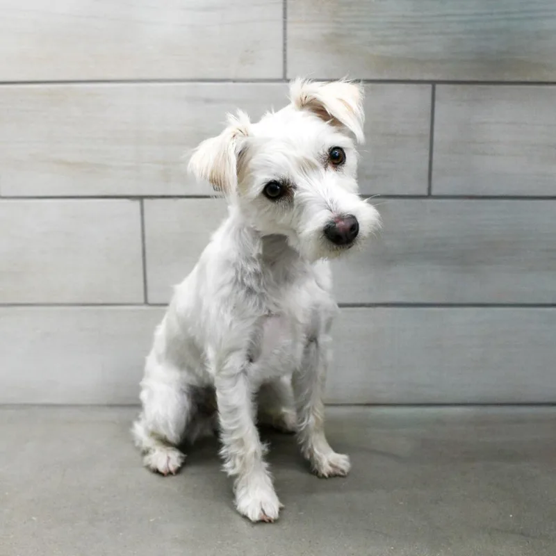 A young small-sized female Apricot / Beige Jack Russell Terrier dog named Tilly for adoption in West Jordan, UT