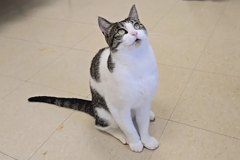 An adult medium-sized female White Domestic Short Hair cat named Hazel for adoption in Red Wing, MN