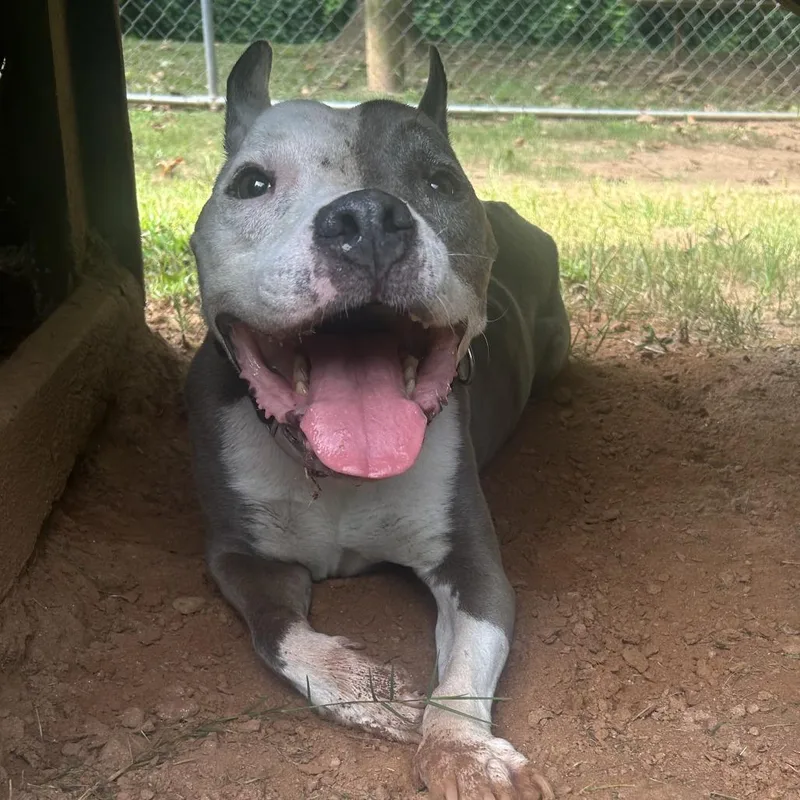 A senior medium-sized male Gray / Blue / Silver Mixed Breed dog named Ivander for adoption in Auburn, AL