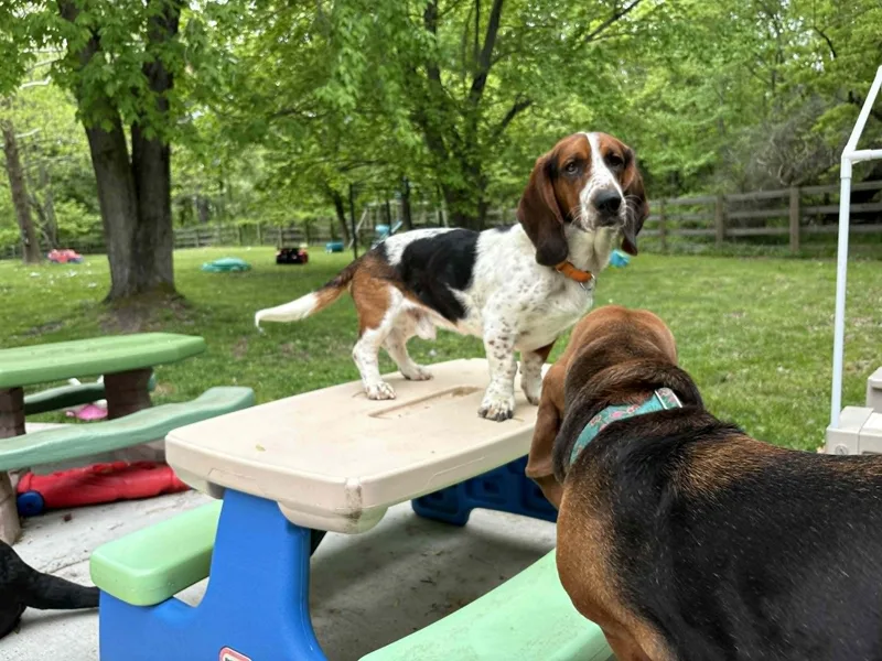 A young medium-sized male Basset Hound dog named Beau for adoption in Salisbury, MD