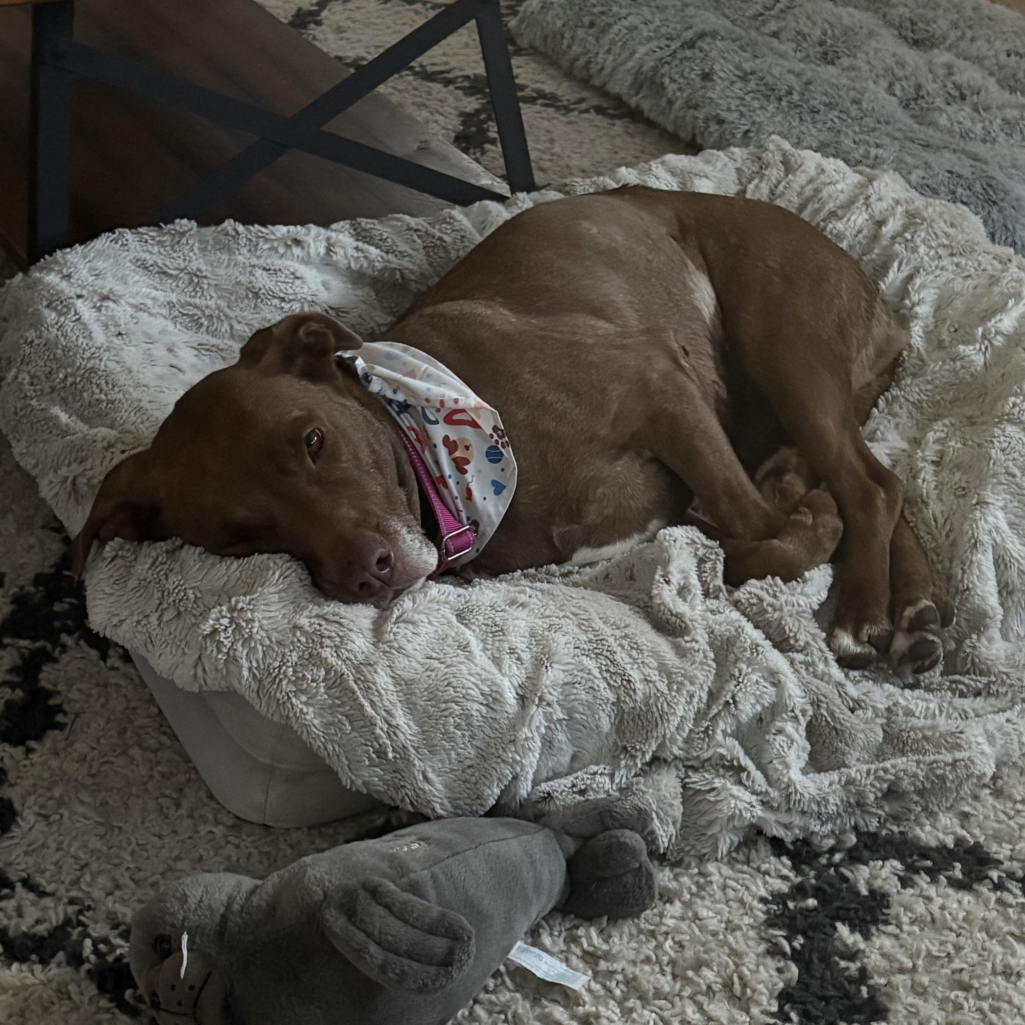 An adult medium-sized female Pit Bull Terrier dog named Dolly for adoption in La Mesa, CA