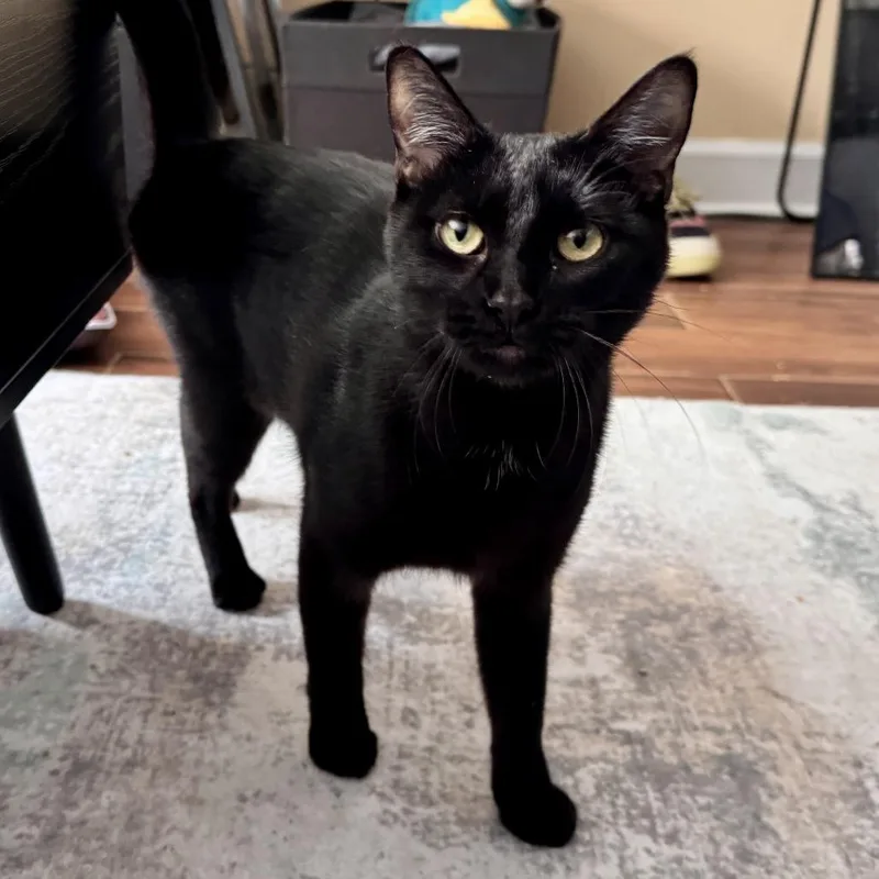 An adult medium-sized female Black Domestic Short Hair cat named Ice Cream for adoption in Evanston, IL