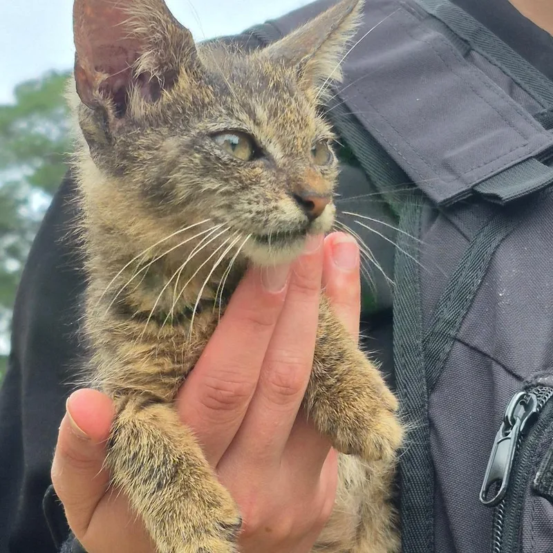 A baby small-sized male Brown / Chocolate Domestic Short Hair cat named Slinky for adoption in Columbus, GA