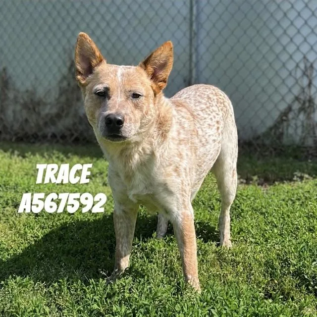 Trace