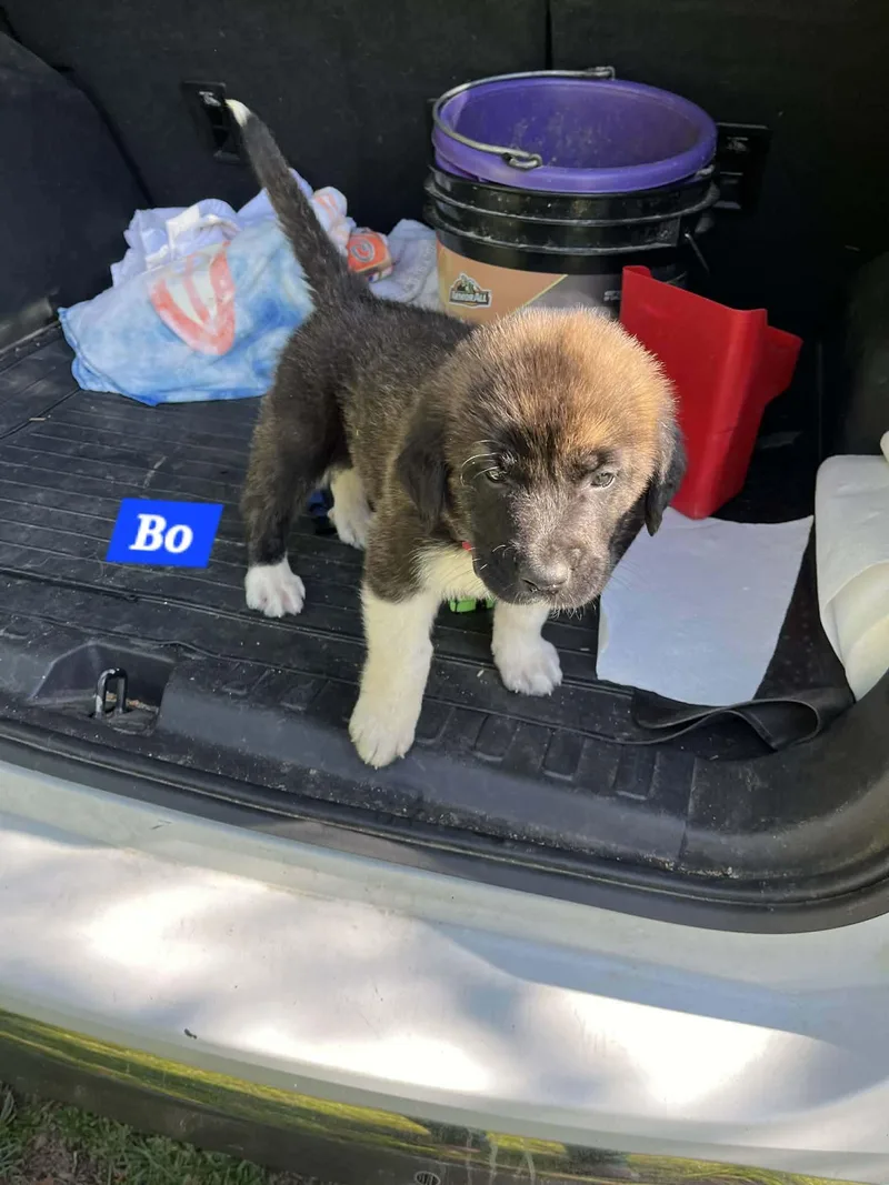 Bo Enchanted thumbnail 3