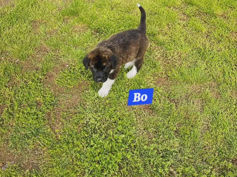 Bo Enchanted thumbnail 4