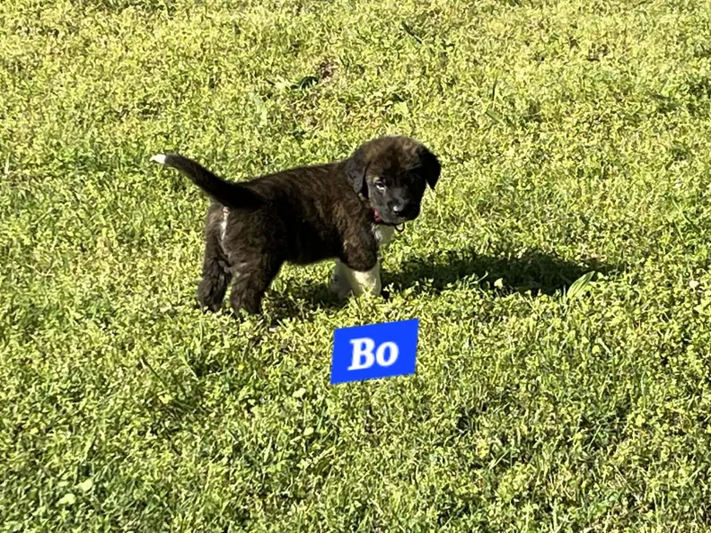 Bo Enchanted thumbnail 5