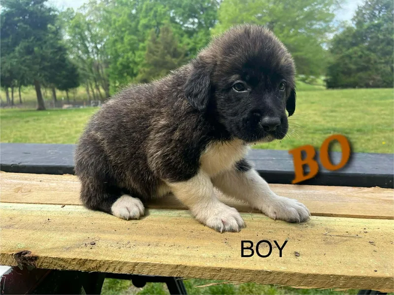 Bo Enchanted thumbnail 6