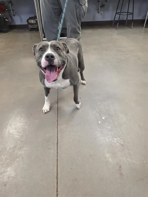 An adult large-sized female Pit Bull Terrier dog named Gigi for adoption in Phoenix, AZ