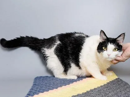 A senior large-sized female Domestic Short Hair cat named Rose for adoption in Longmont, CO
