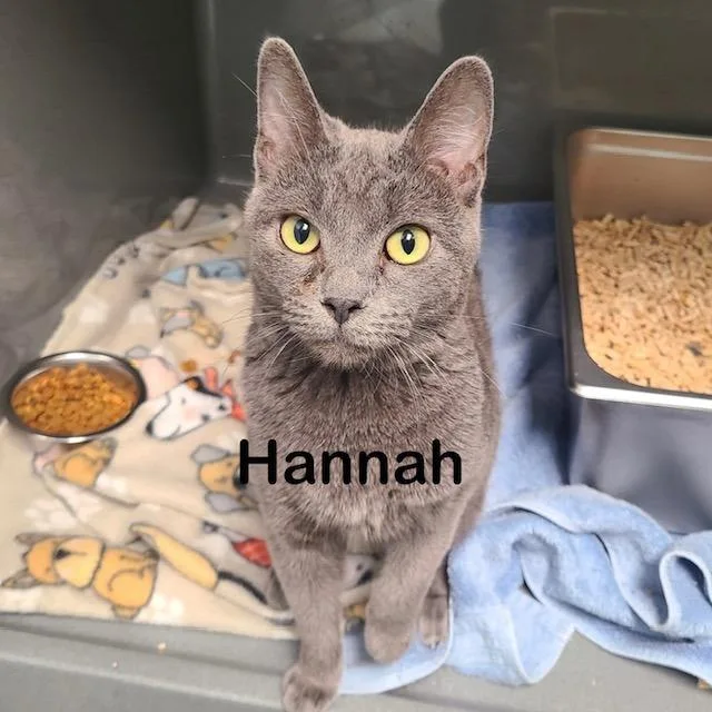 A young medium-sized female Domestic Short Hair cat named Hannah for adoption in New Bern, NC
