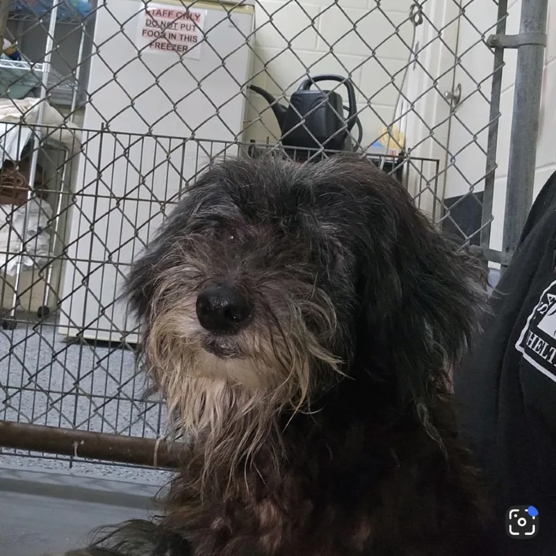 A senior small-sized female Black Mixed Breed dog named Marnie for adoption in Middleburg, FL