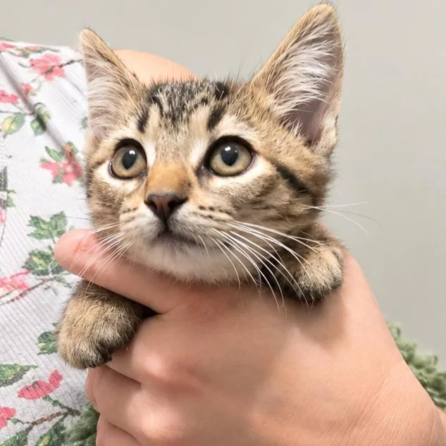 A baby medium-sized female Buff / Tan / Fawn Domestic Short Hair cat named Lydia Deetz for adoption in Quincy, OH