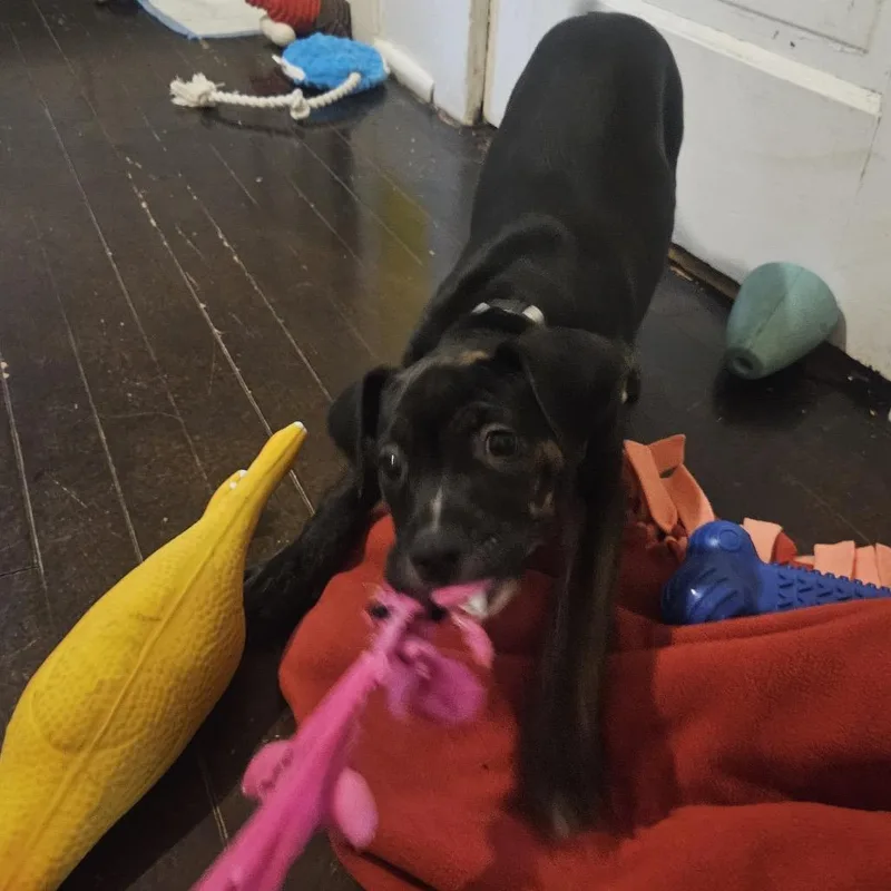 A baby small-sized female Black Shepherd dog named Sandstone for adoption in Buffalo, MN
