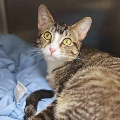 A young small-sized male Brown / Chocolate Domestic Short Hair cat named Monty for adoption in Atlanta, GA