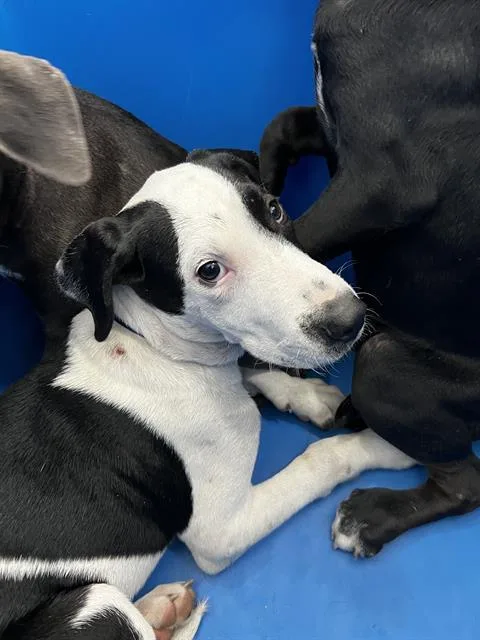 A baby large-sized male Mixed Breed dog named Curtis for adoption in Dallas, TX