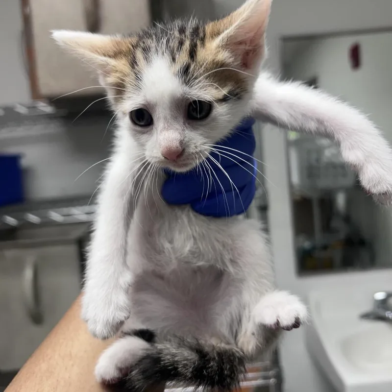 A baby small-sized female Brown / Chocolate Domestic Short Hair cat named Maddie for adoption in Philadelphia, PA