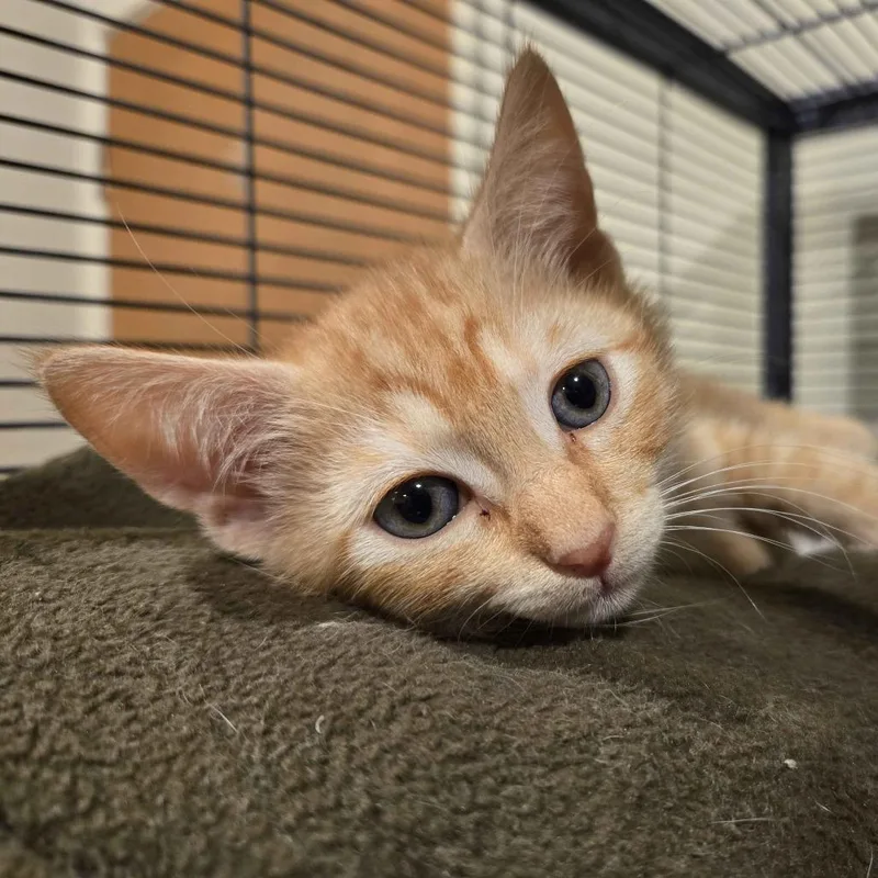 A baby small-sized male Orange / Red Domestic Short Hair cat named Cheeto for adoption in Westminster, CA