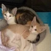 A baby small-sized male White Domestic Short Hair cat named Matthew for adoption in Woodbridge, VA