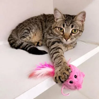 An adult small-sized female Domestic Short Hair cat named Eloise for adoption in Voorhees, NJ