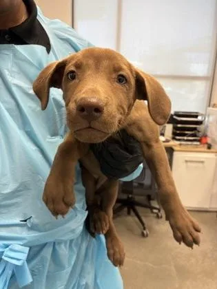 A baby small-sized female Hound dog named Jambalaya for adoption in Fresno, CA