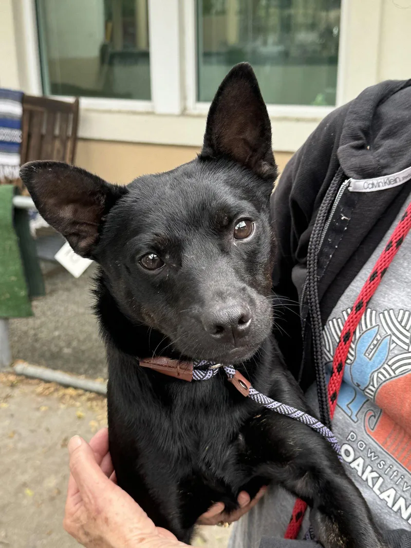 Chandler thumbnail 2