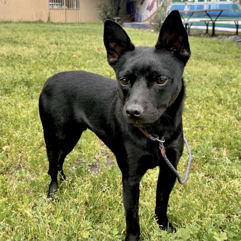 Chandler thumbnail 3