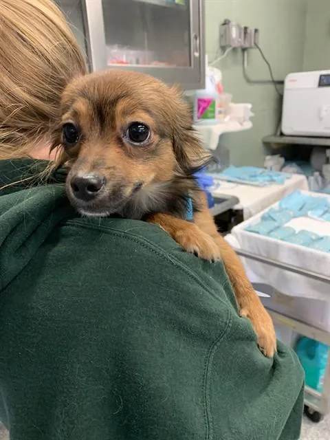 A young small-sized female Pomeranian dog named Foxy for adoption in Westminster, MD