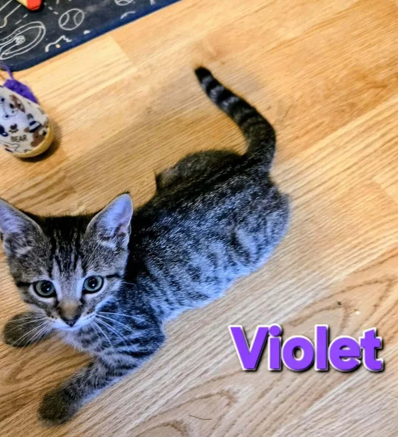 A baby small-sized female Gray / Blue / Silver Domestic Short Hair cat named Violet for adoption in Bossier City, LA