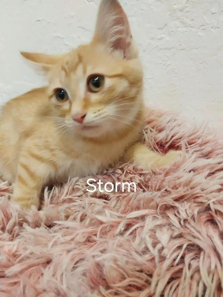A baby small-sized female Domestic Short Hair cat named Storm for adoption in Saint George, UT