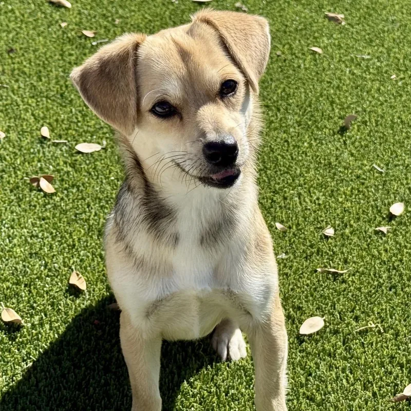 Tulip  As Pretty thumbnail 3