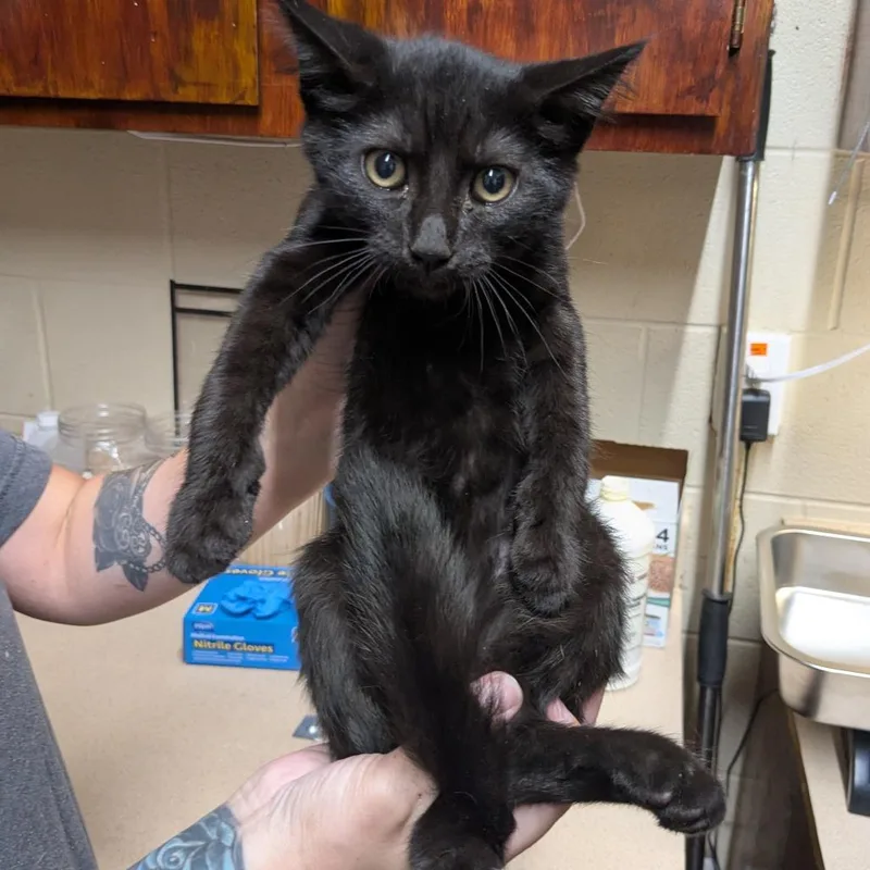 A baby small-sized male Black Domestic Short Hair cat named Edd for adoption in Danville, KY