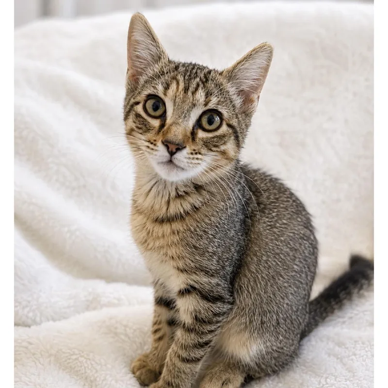 A baby small-sized female Brown / Chocolate Domestic Short Hair cat named Nina for adoption in Lauderhill, FL