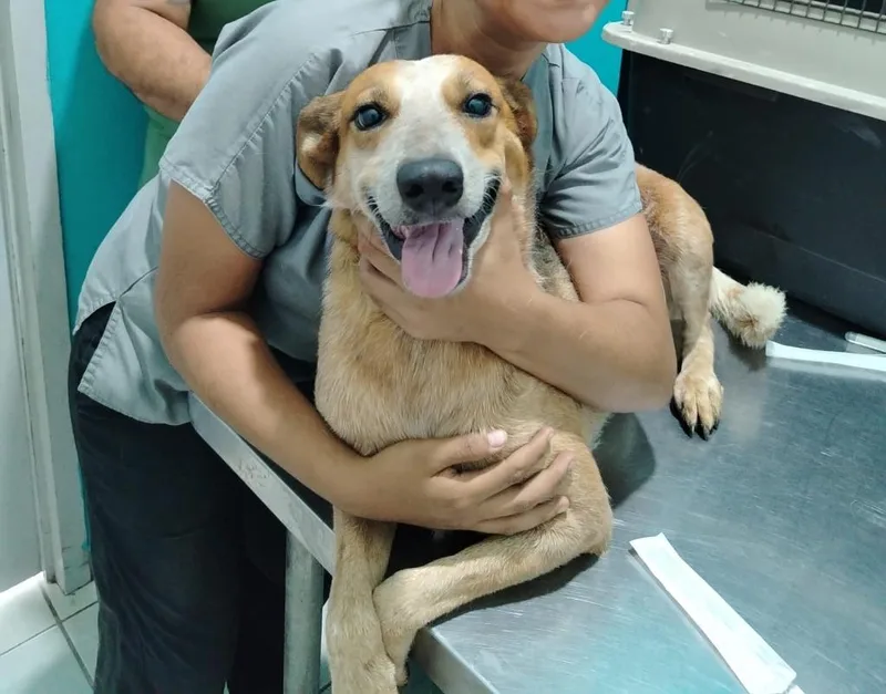 A baby medium-sized female Foxhound dog named Chispa for adoption in San Diego, CA