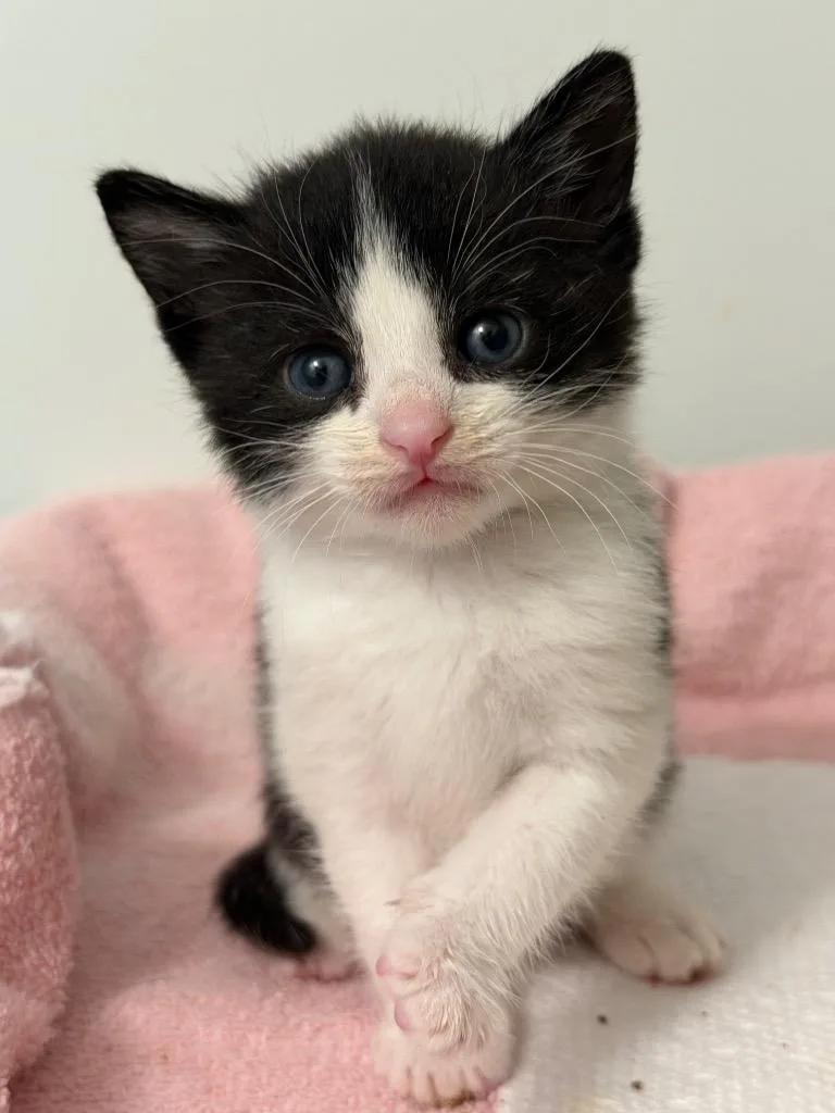 A baby small-sized male Domestic Short Hair cat named Forestt for adoption in Leonardtown, MD