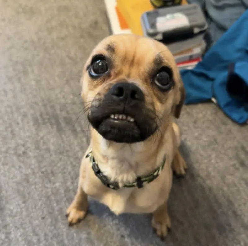 Frankie
