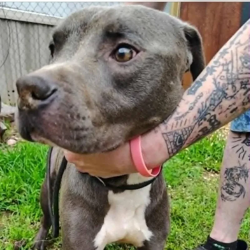 An adult medium-sized male Gray / Blue / Silver Pit Bull Terrier dog named Vinnie for adoption in Hope Mills, NC