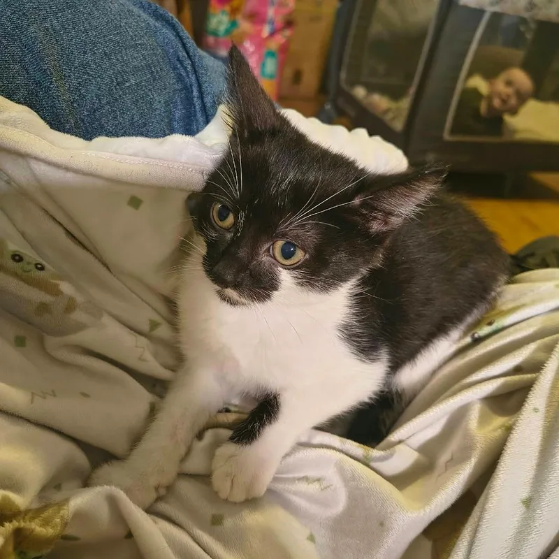 A baby small-sized male Black Domestic Short Hair cat named Orion for adoption in Pittsburg, KS