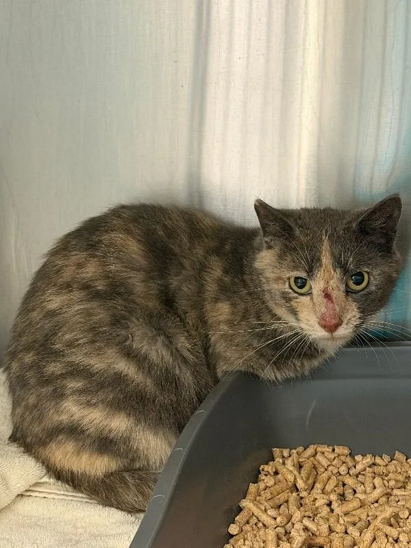 An adult medium-sized female Domestic Long Hair cat named Gwen for adoption in Burgaw, NC