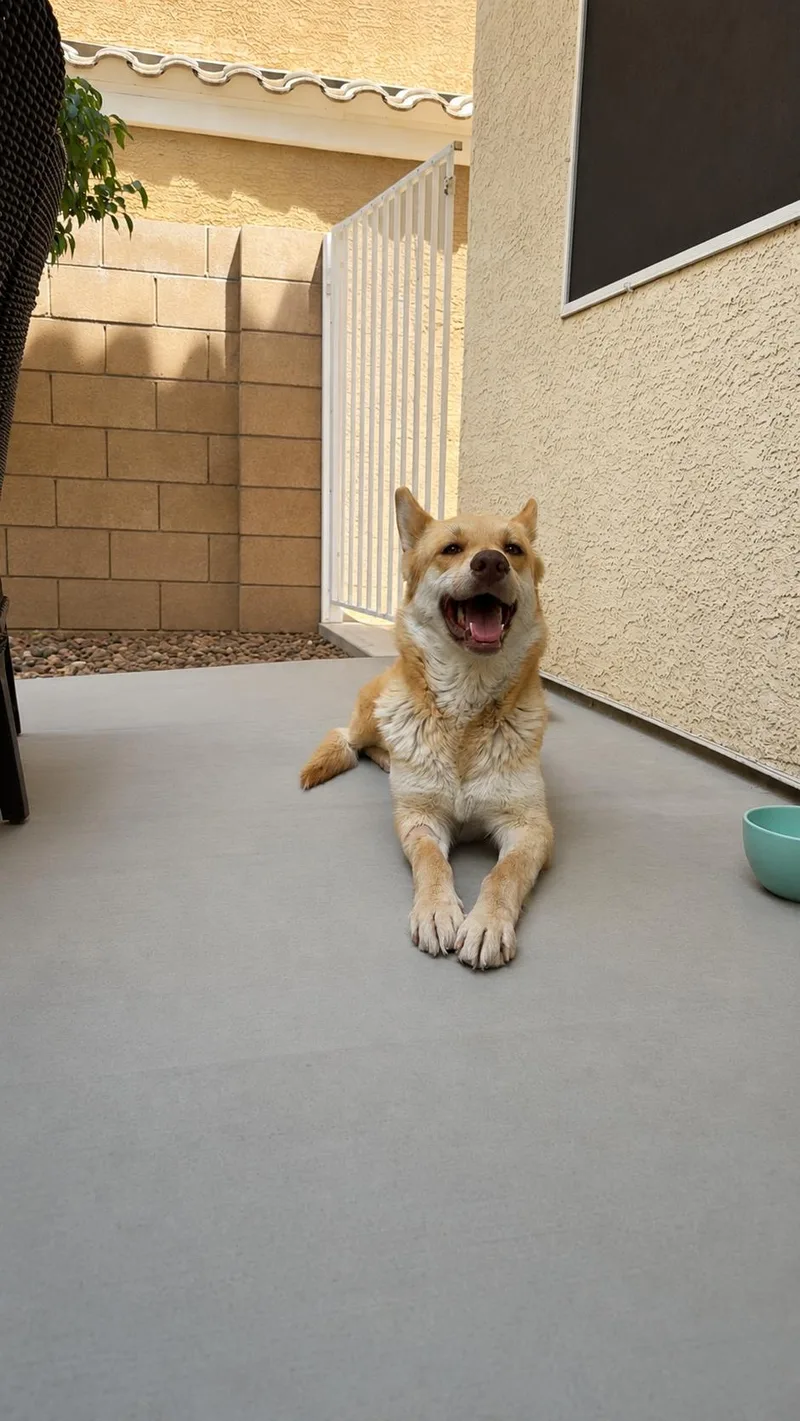An adult medium-sized female Golden Shepherd dog named Theresa for adoption in Las Vegas, NV