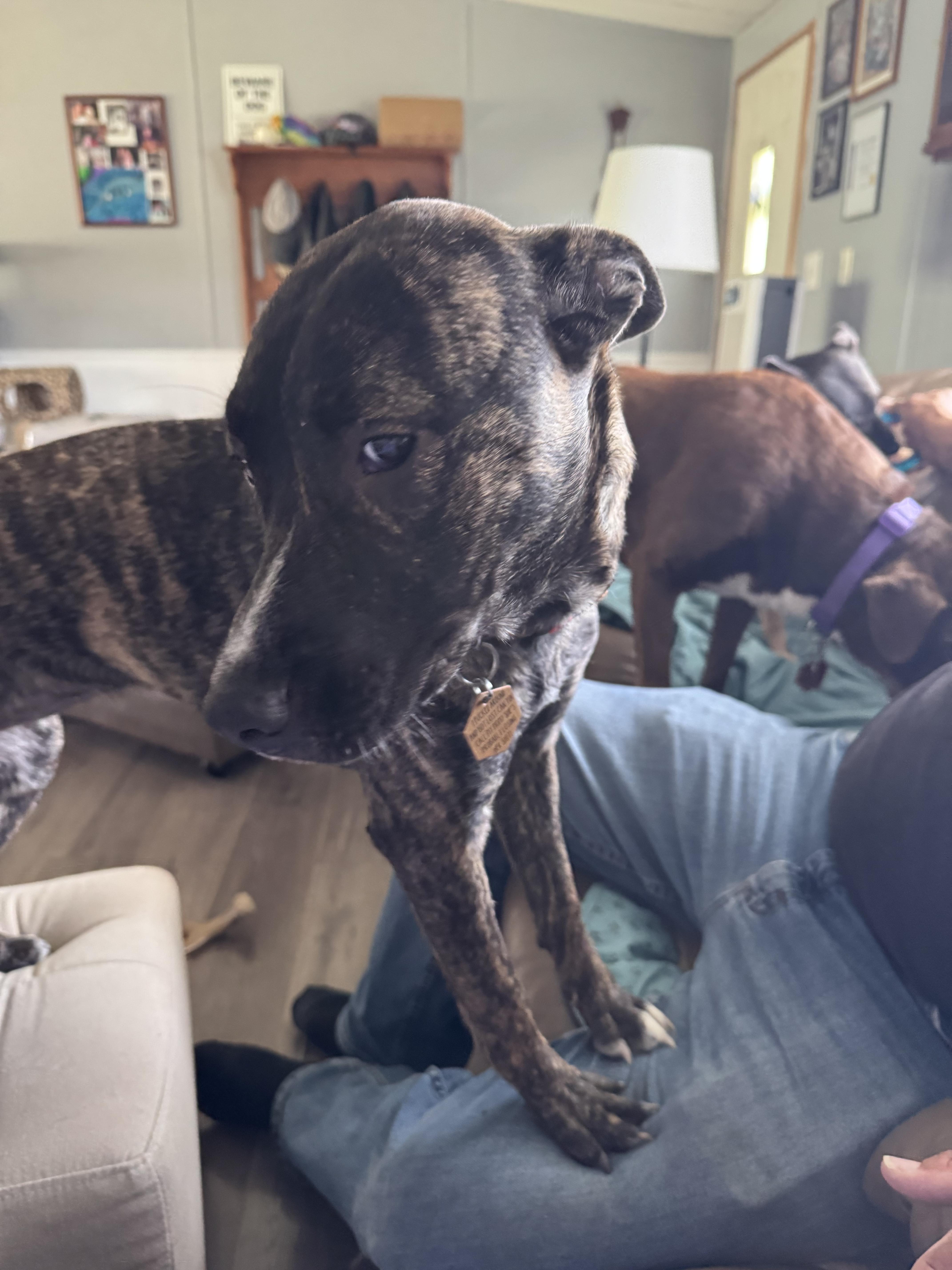 Lacy  Ny thumbnail 4