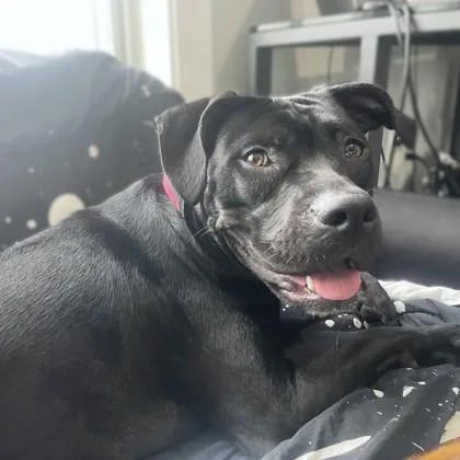 Darling Dora thumbnail 2