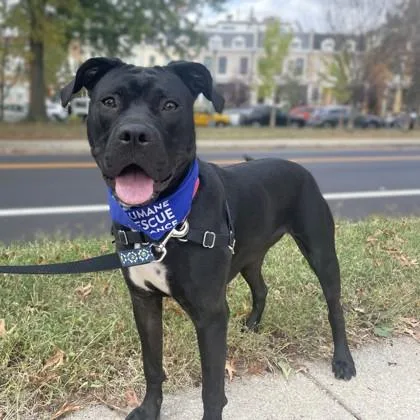 Darling Dora thumbnail 3