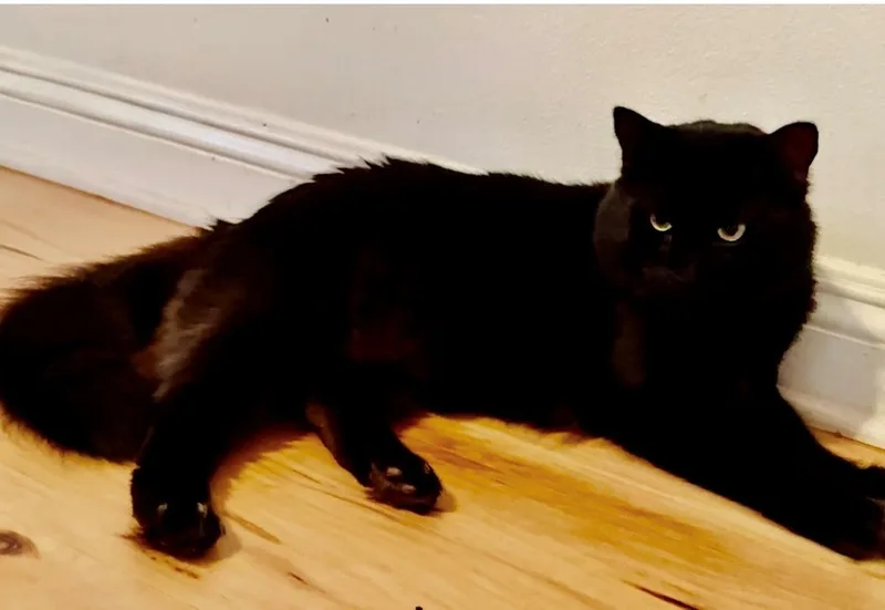 An adult large-sized male Black Domestic Medium Hair cat named Francis Michael for adoption in Camarillo, CA