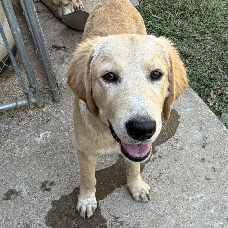 A young medium-sized male Golden Retriever dog named Archer for adoption in Corinth, MS